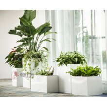 專注室內(nèi)綠植服務(wù)8年，綠植租賃，免費(fèi)養(yǎng)護(hù)，一站式商務(wù)空間